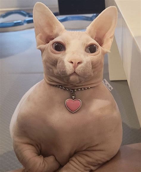 chubby hairless cat|baby hairless cats.